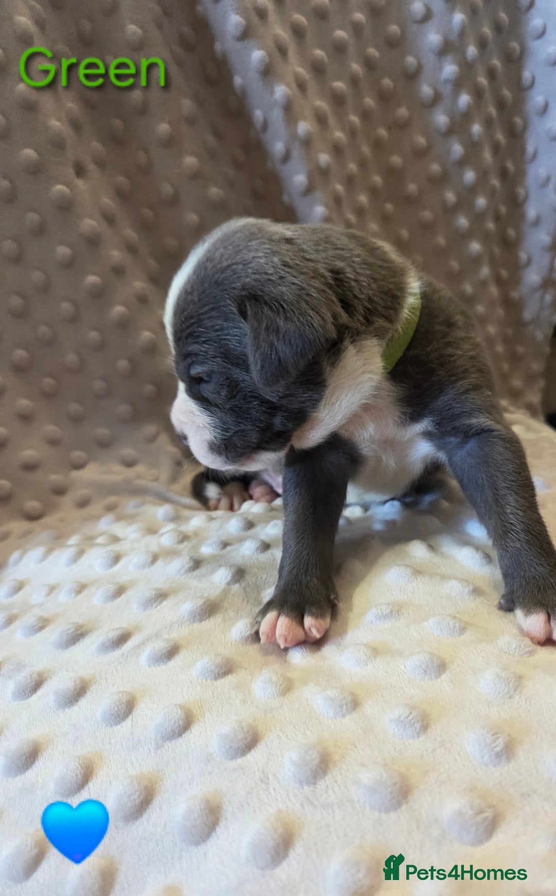 Mixed Breed dogs for sale: Old english bulldross cross american bulldog 😍❤️  - Advert 20