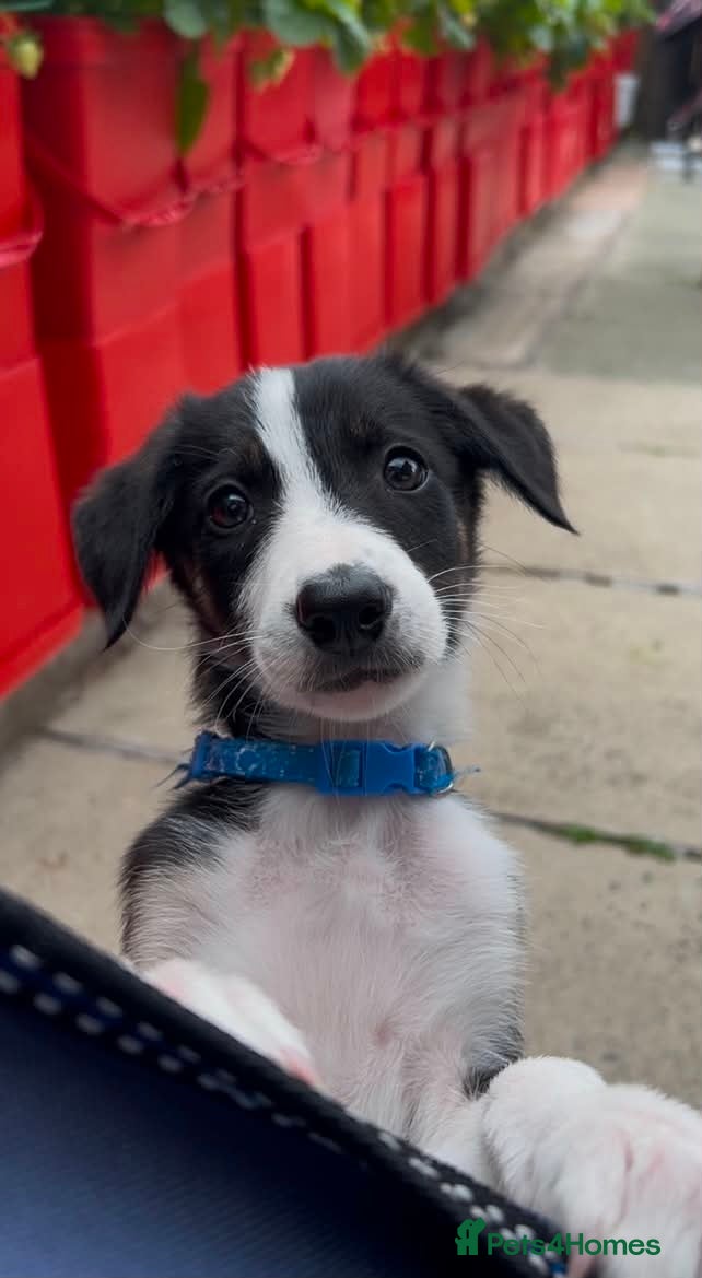 Border Collie dogs Litter of 6 beautiful male border collie puppies. - Advert 2
