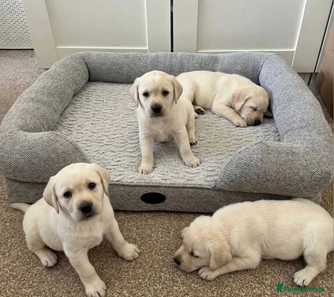 Labrador Retriever dogs for sale: Adorable Labrador Puppies - Advert 1