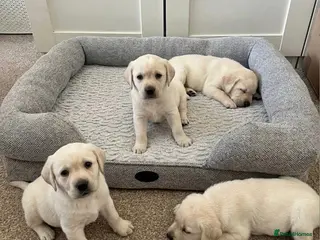 Labrador Retriever dogs Adorable Labrador Puppies - Advert 6