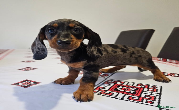 Dachshund dogs Last charming dachshund silver dapple girl puppy  - Advert 14
