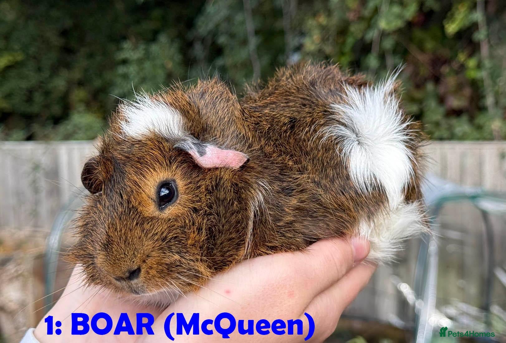 Guinea Pig rodents Guinea Pigs - Ready Now - Advert 1