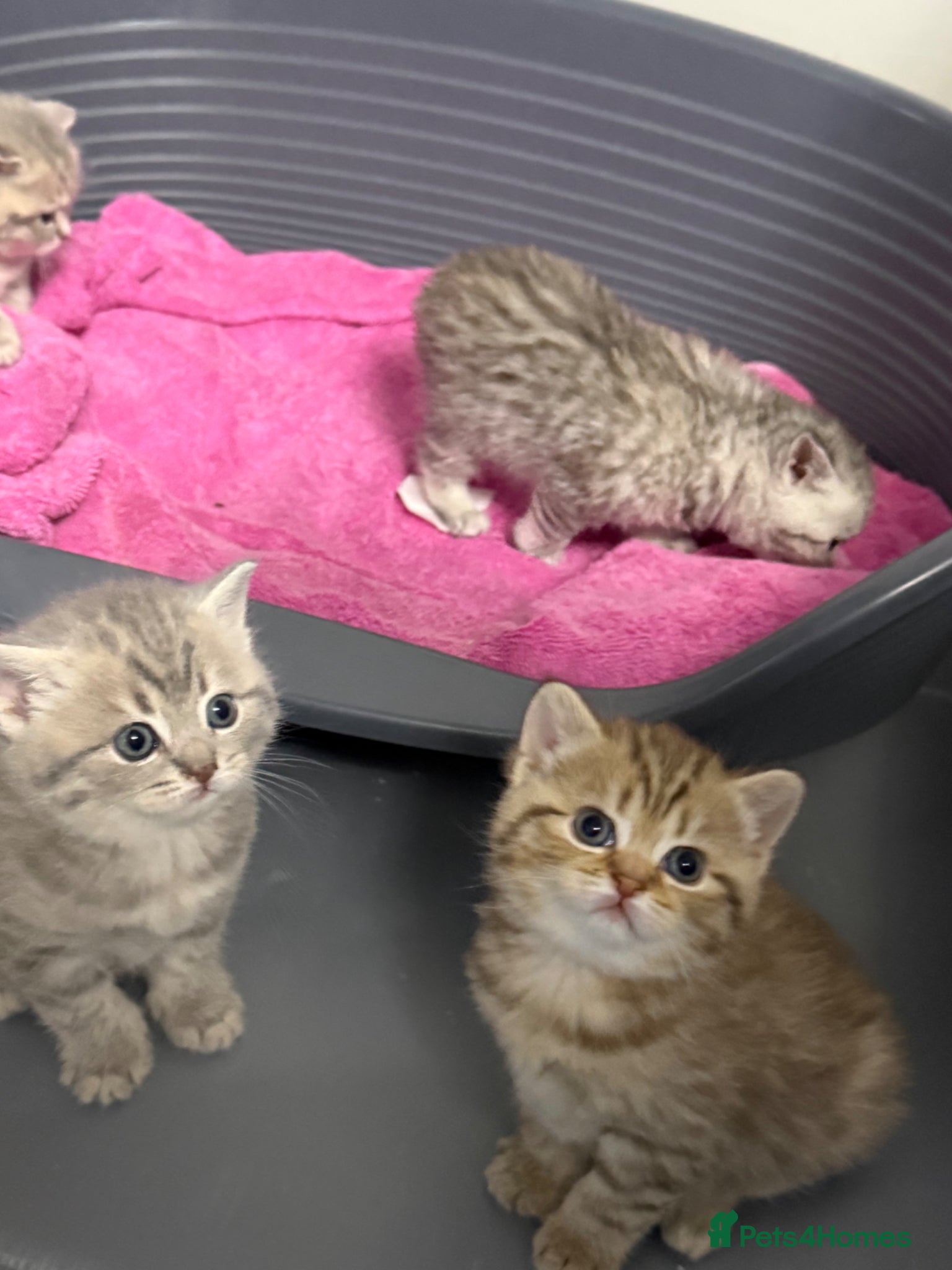 British Shorthair cats BSH kittens - Advert 1