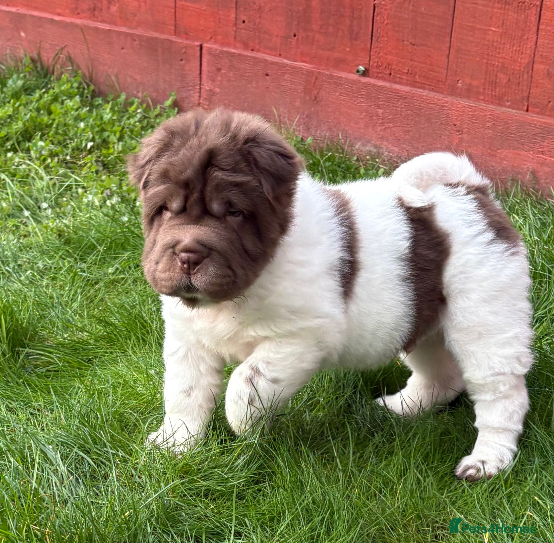 Shar Pei dogs Ready stunning kc reg bears !!! - Advert 1