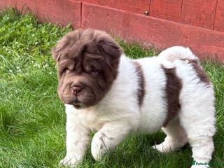 Shar Pei dogs Ready stunning kc reg bears !!! - Advert 4