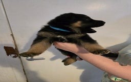 German Shepherd dogs for sale: German shepard pups - Image 27