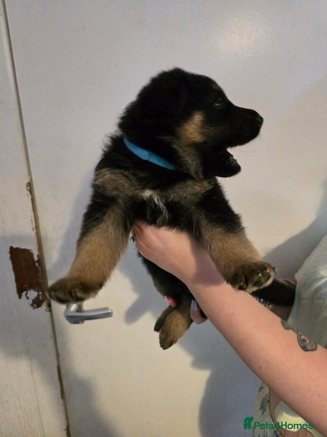 German Shepherd dogs for sale: German shepard pups - Image 27