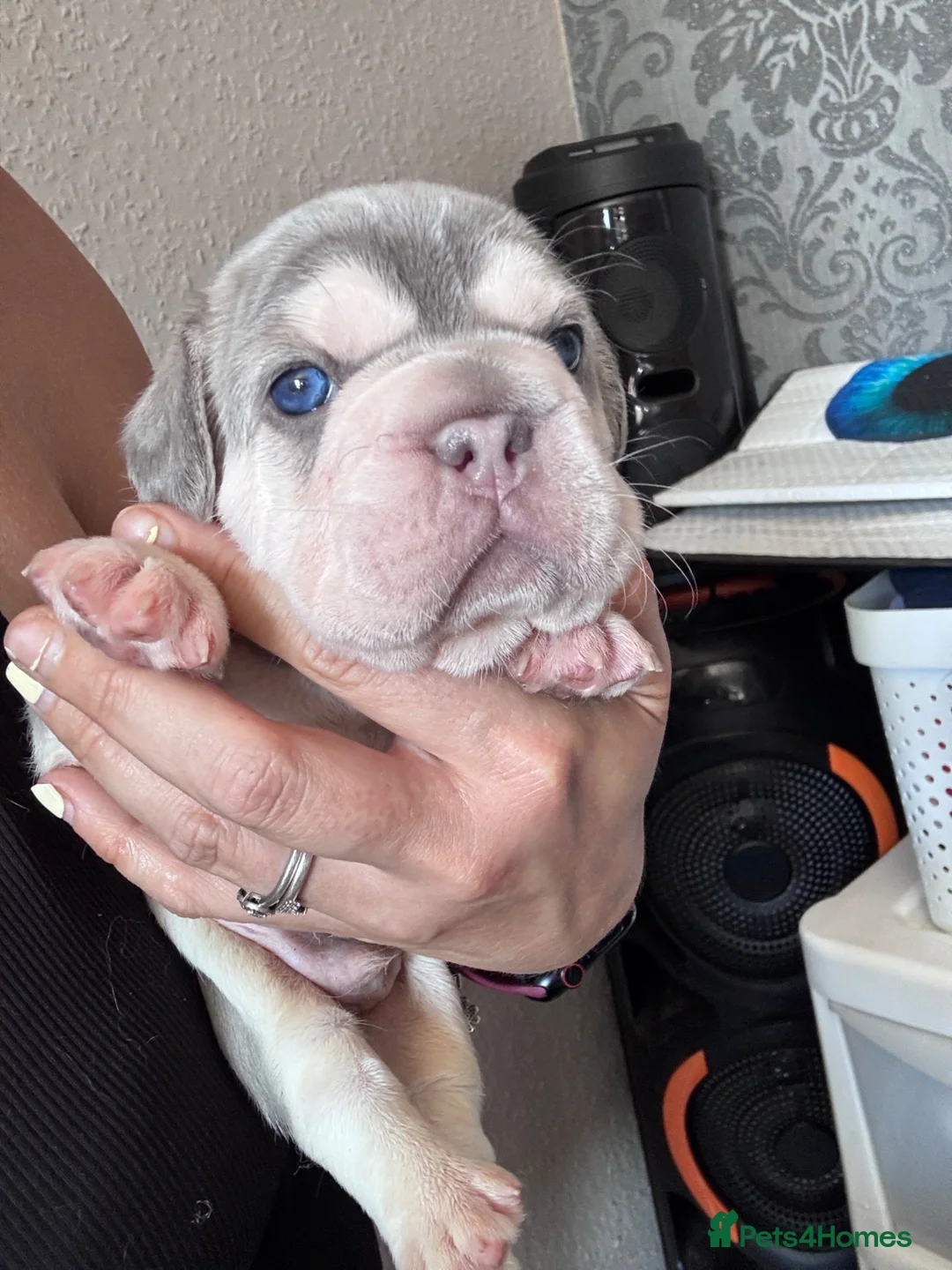 French Bulldog dogs for sale: Adorable fluffy frenchies - Advert 38