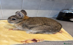 Netherland Dwarf rabbits for sale: Pure Netherland Dwarfs - Advert 7