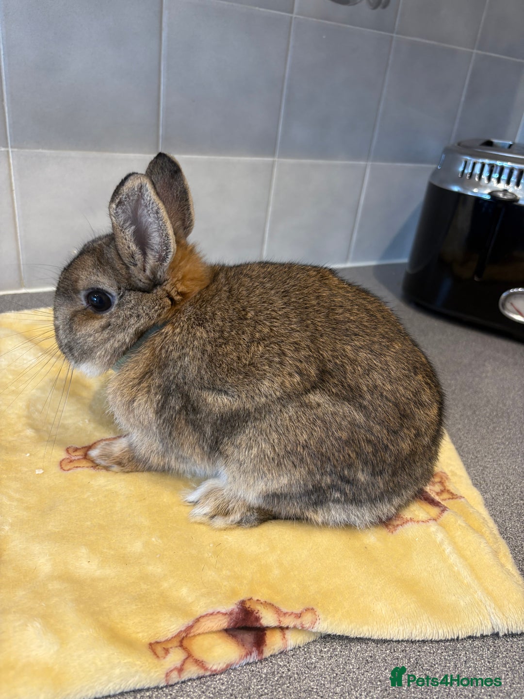 Netherland Dwarf rabbits for sale: Pure Netherland Dwarfs - Advert 7