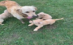 Golden Retriever dogs for sale: Healthy well socialised calm KC puppies - Image 7
