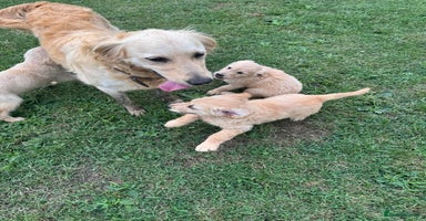 Golden Retriever dogs - Advert 5