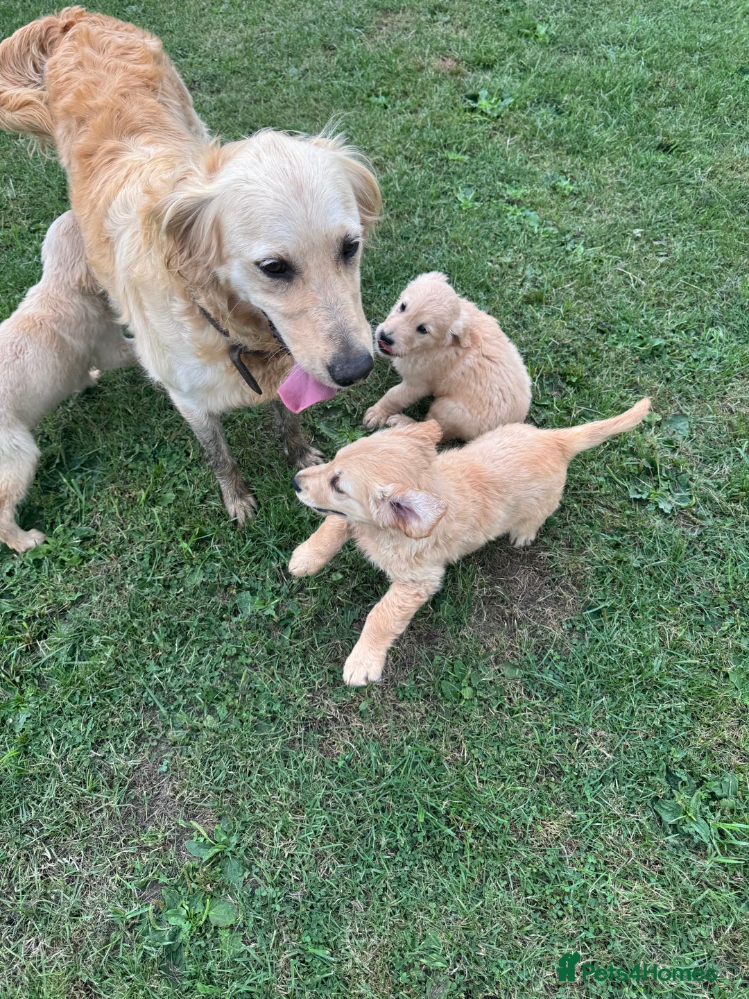 Golden Retriever dogs for sale: Healthy well socialised calm KC puppies - Image 7