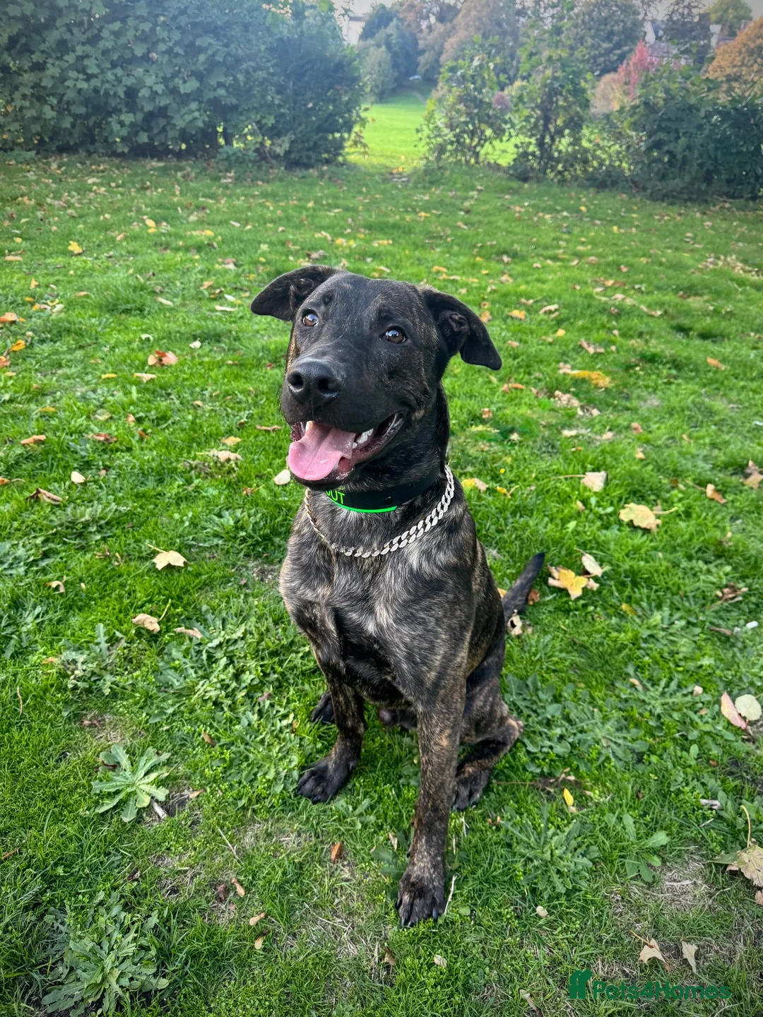 Mixed Breed dogs for sale: Buddy the Bullherder  - Advert 2