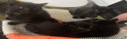 Mixed Breed cats for sale: 3 gorgeous kittens  - Advert 1