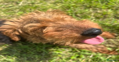 Welsh Terrier dogs - Advert 10