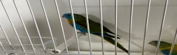 Parakeets birds for sale: Proven pair of Turquoise Grass Parakeet - Advert 6