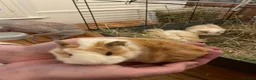 Guinea Pig rodents for sale: Pure bred Peruvian Guinea pigs females - Advert 3