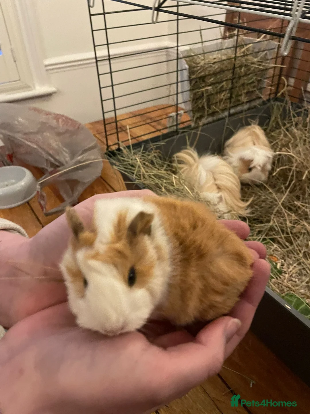 Guinea Pig rodents for sale: Pure bred Peruvian Guinea pigs females - Advert 3