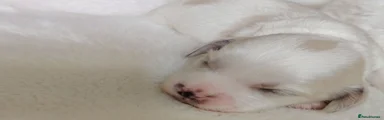 Shihpoo 2