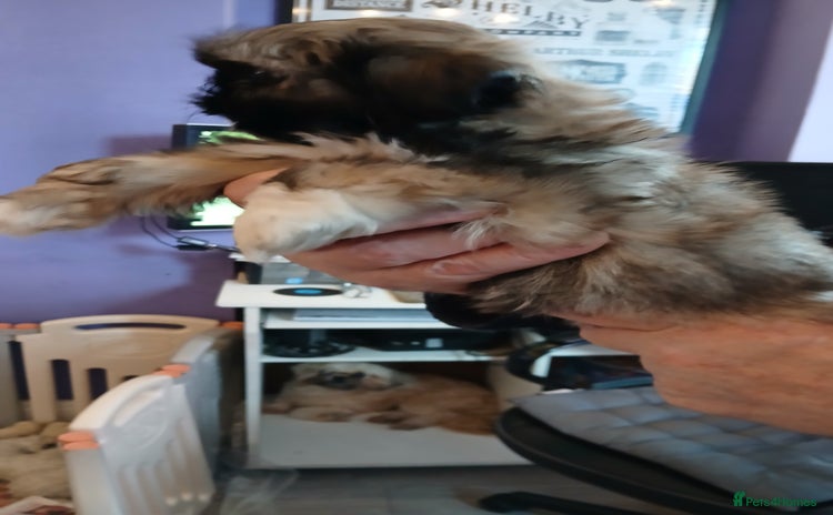 Shih Tzu dogs - Advert 2
