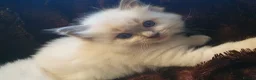Ragdoll cats for sale: EXTENSIVELY HEALTH TESTED GCCF RAGDOLL KITTENS - Advert 12