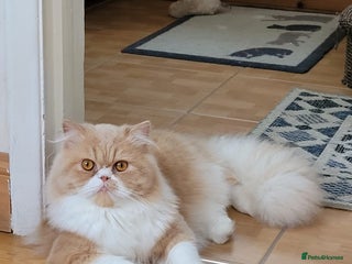 Persian cats in Northolt - Advert 32