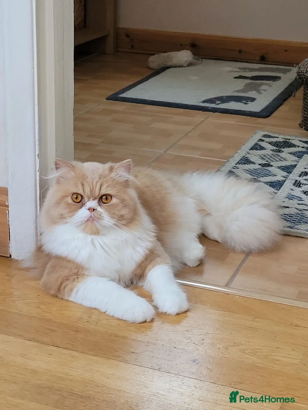 Persian cats for stud: Pedigree Persian Boy Max up for Stud duty. in Northolt - Advert 1