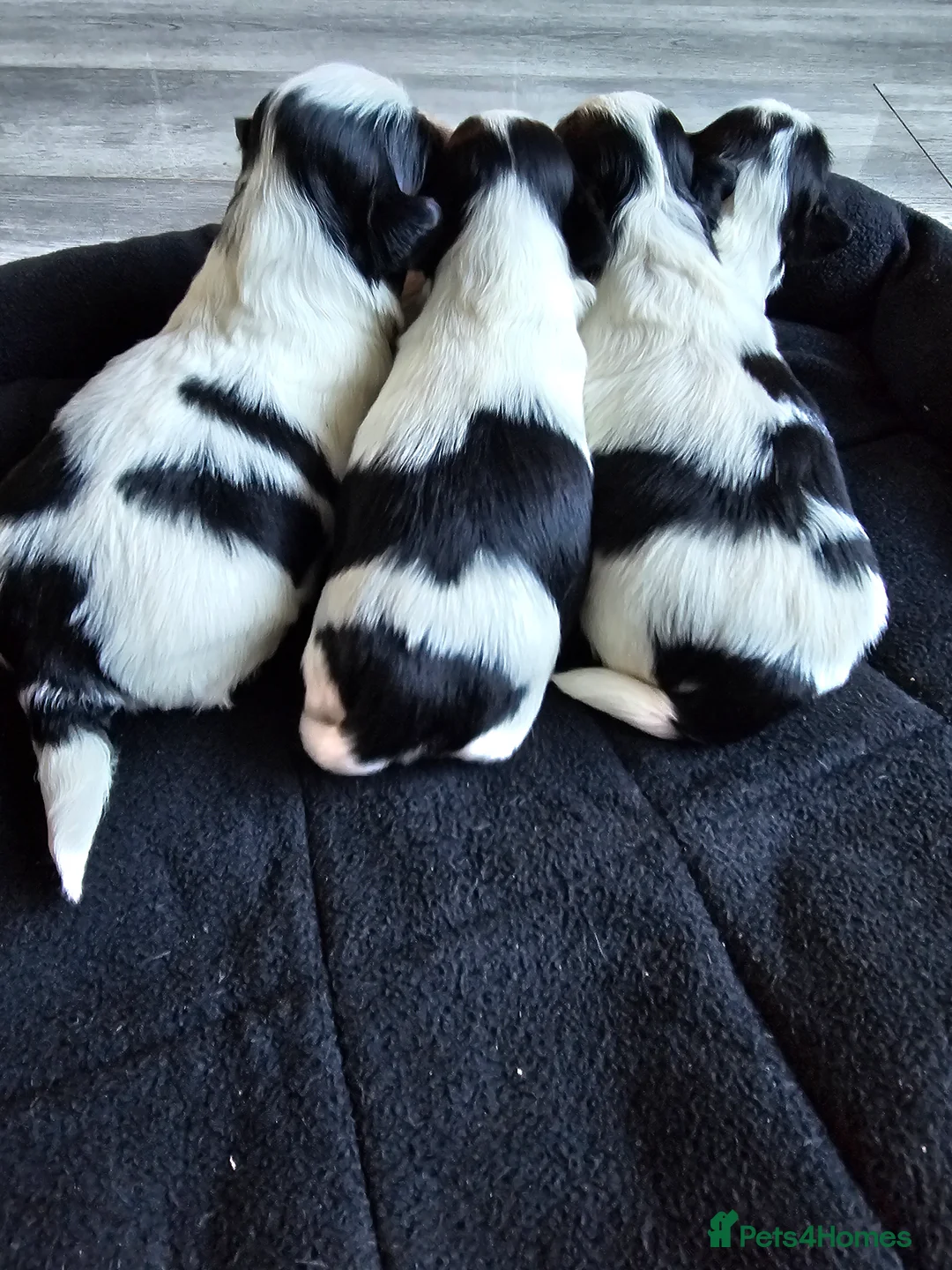 Lhasa Apso dogs for sale: Lhasa apso puppies fully KC REGISTERED  - Advert 8