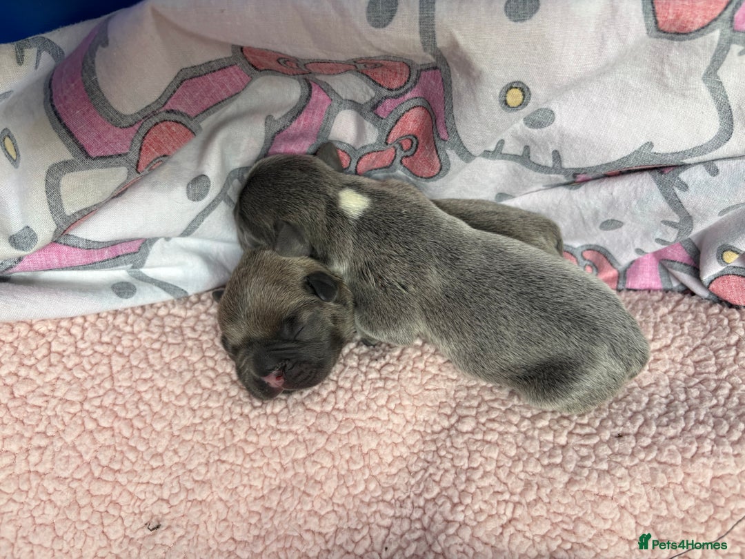 French Bulldog dogs for sale: French bulldog Pups  - Image 9
