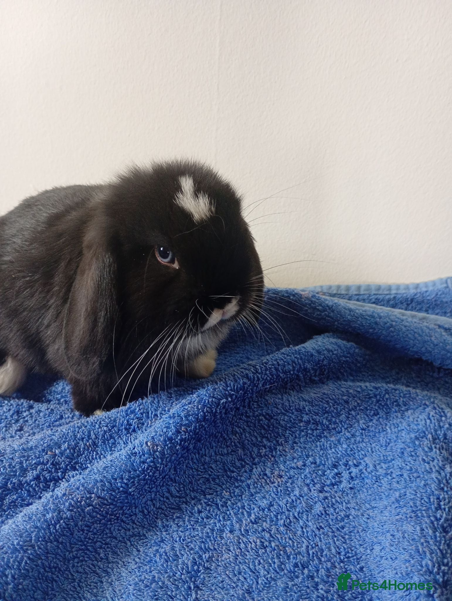 Mini Lop rabbits Gorgeous female mini lop to reserve - Advert 7