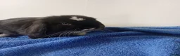 Mini Lop rabbits for sale: Gorgeous female mini lop to reserve in Glasgow - Advert 6