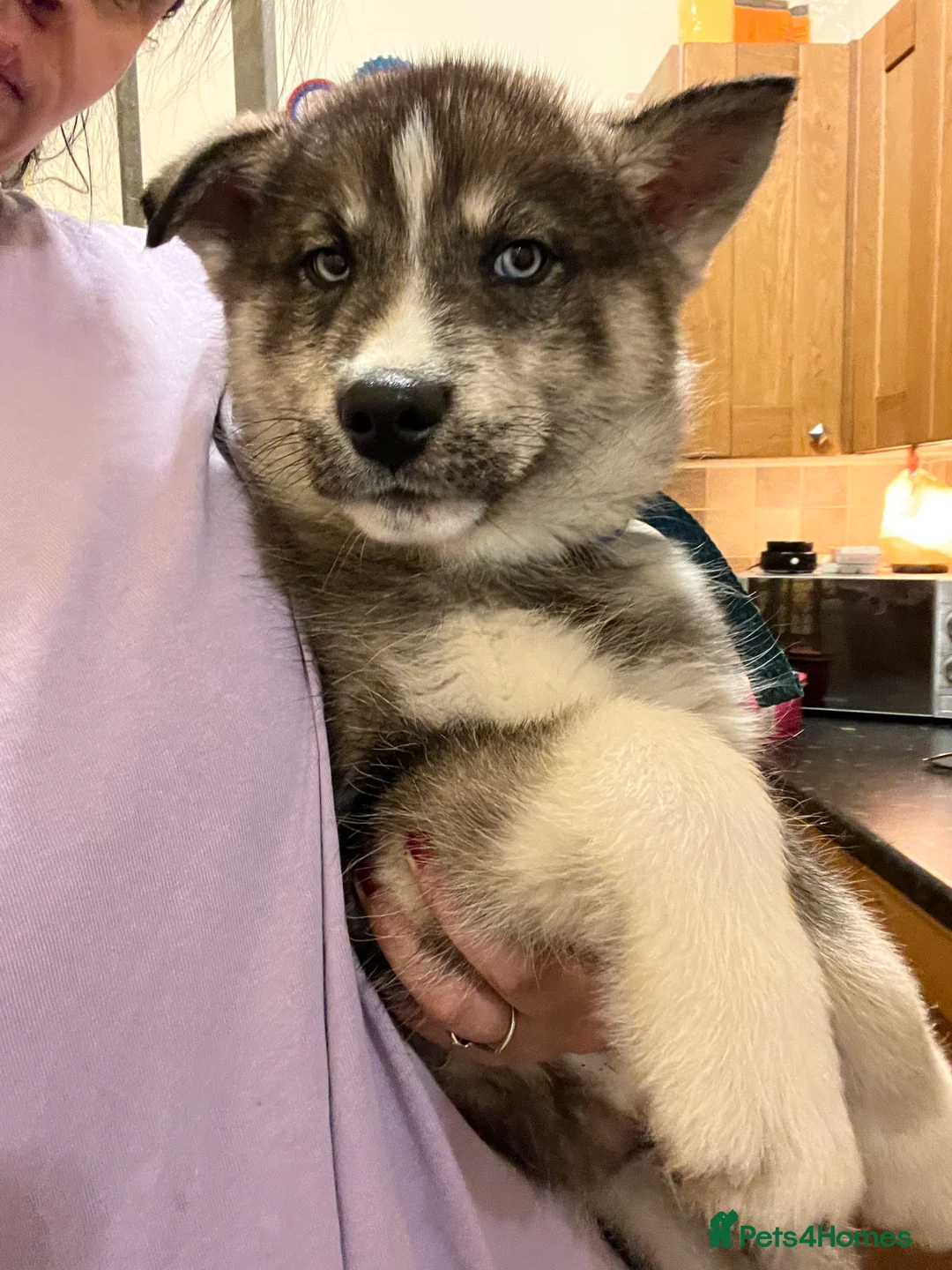 Siberian Husky dogs for sale: Blue Eyes Siberian Husky Male - Advert 2