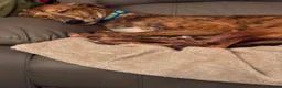 Mixed Breed dogs for sale: Boy lurcher whippet in Cwmbran - Advert 1