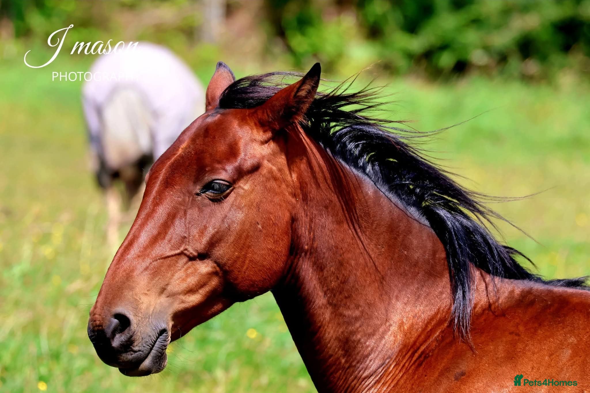 American Standardbred horses 15.2hh | 6 years old | Gelding  - Advert 1