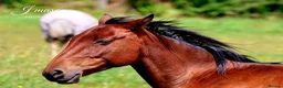 American Standardbred horses for sale: 15.2hh | 6 years old | Gelding  in Dunfermline - Advert 1