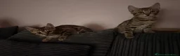Bengal cats for sale: Ready to leave now  - Advert 8