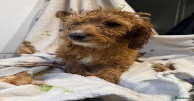 Cockapoo dogs - Advert 4