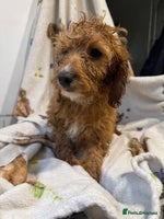 Cockapoo dogs - Advert 4