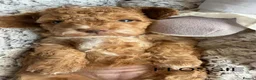 Toy Poodle dogs for sale: KC registered Toy Poodle puppies - Advert 11