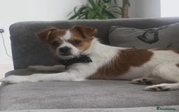 Chorkie dogs for sale: Reggie the chorkie - Image 3