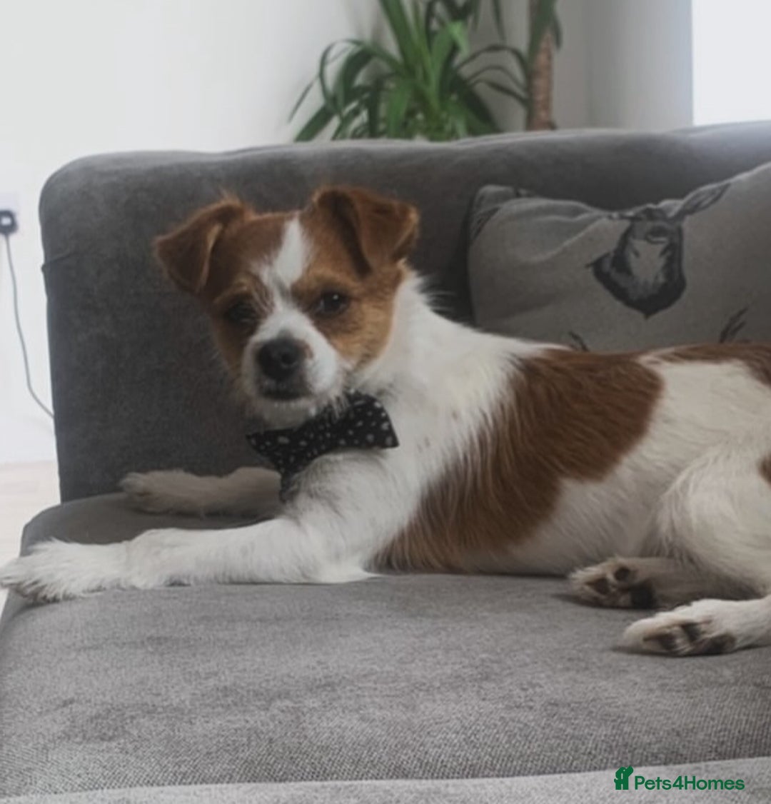Chorkie dogs for sale: Reggie the chorkie - Image 3