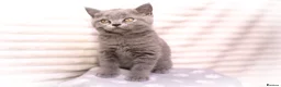 British Shorthair cats for sale: Blue British Shorthair Girl 💙 - Advert 3