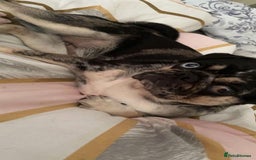 Pug dogs for sale: Pretty Merle Pug - Image 7