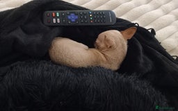 Chihuahua dogs for sale: Adult miniature chihuahua  - Image 2