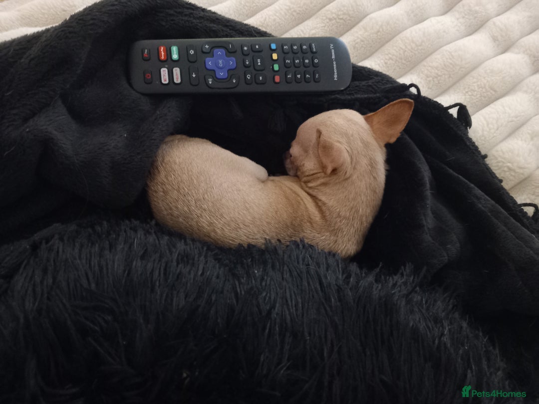 Chihuahua dogs for sale: Adult miniature chihuahua  - Image 2