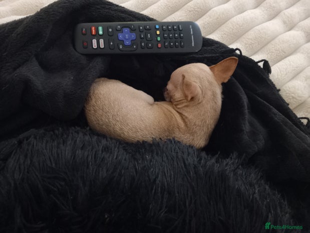 Chihuahua dogs - Advert 3