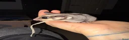 Sugar Glider rodents for sale: 2 Sugar glider girls available  in London - Advert 17