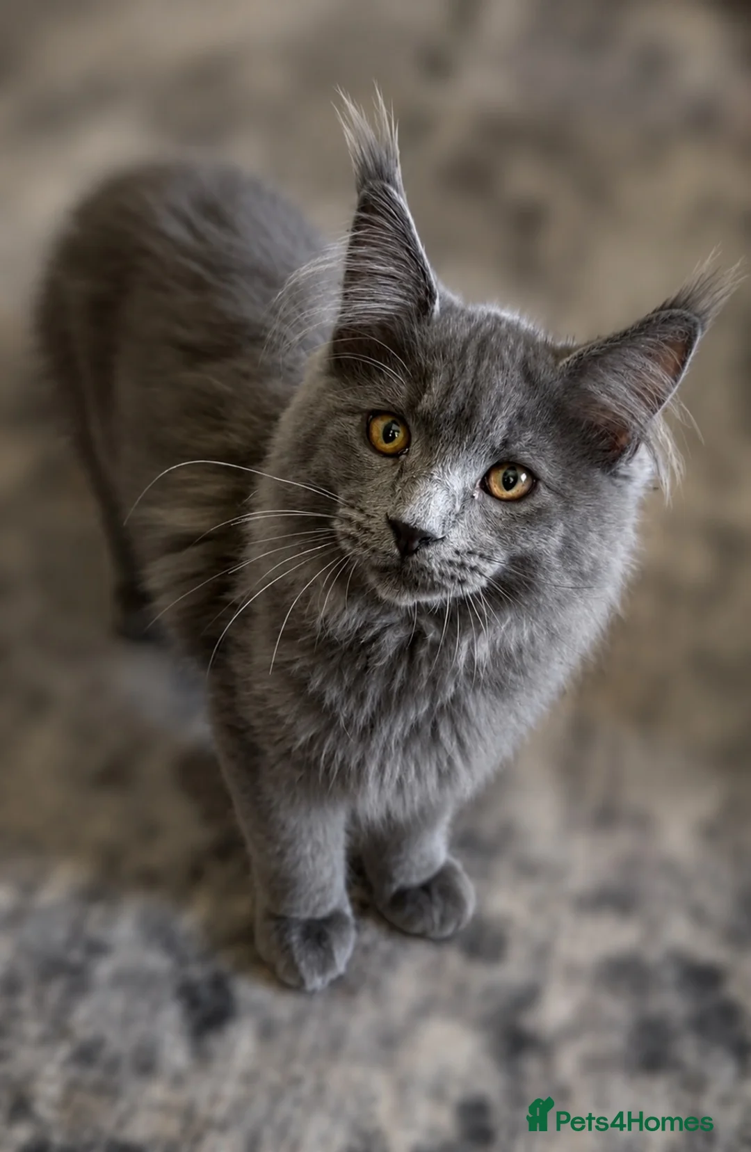 Maine Coon cats for sale: Purebred Maine Coon Kittens.Blue,Black Smoke,Tabby - Advert 1