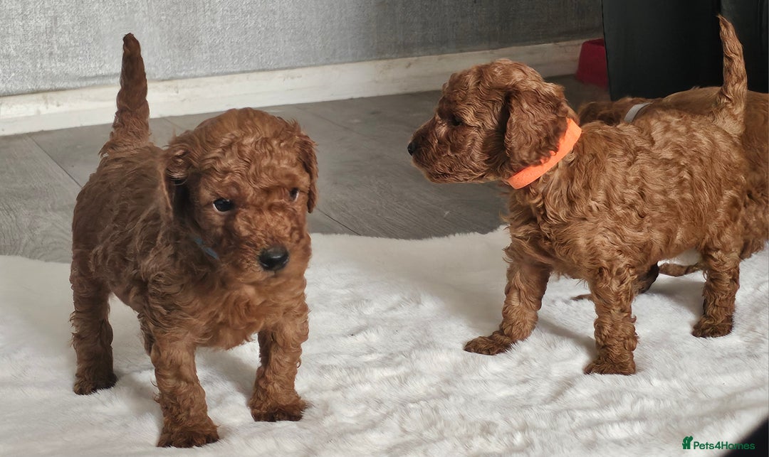 Miniature Poodle dogs for sale: Deep red Miniature Poodles  - Image 8
